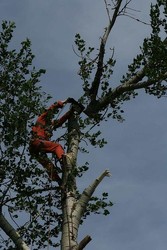 удаление кронирование аварийных и сложных деревьев