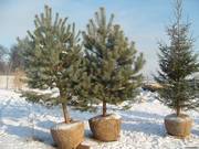 продажа и посадка деревьев в Барнауле тел.601-986